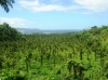 Foto di LUCA CIAFARDONI (Fiji - Taveuni - Bouma National Heritage Park 5)