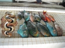 Foto di LUCA CIAFARDONI (Upolu - Apia la capitale il mercato del pesce)