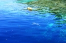 Palau è il 1° santuario al mondo degli squali - laguna meridionale di Palau