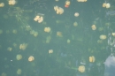 Jellyfish Lake - Palau laguna meridionale 2