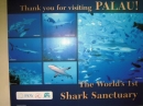Palau è il 1° santuario al mondo degli squali... TORNERO'